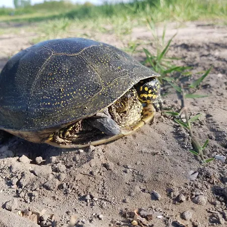 Holiday home Szeruskert Vendeghaz