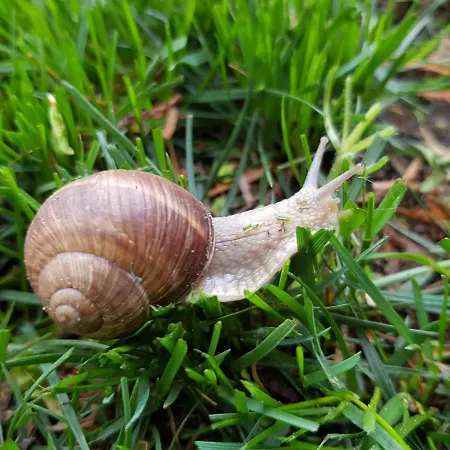 Szeruskert Vendeghaz Holiday home