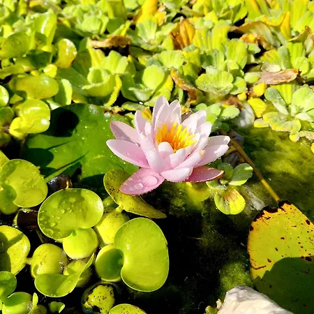 Szérűskert * Pusztaszer